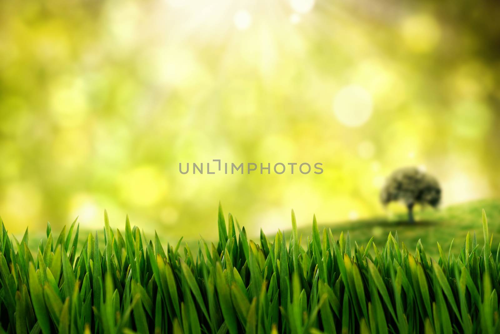 Grass growing outdoors against field against glowing lights