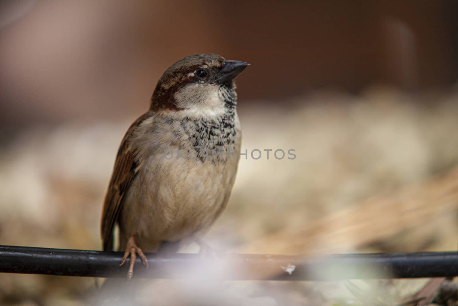 Sparrow in the middle of nature 3 by pippocarlot