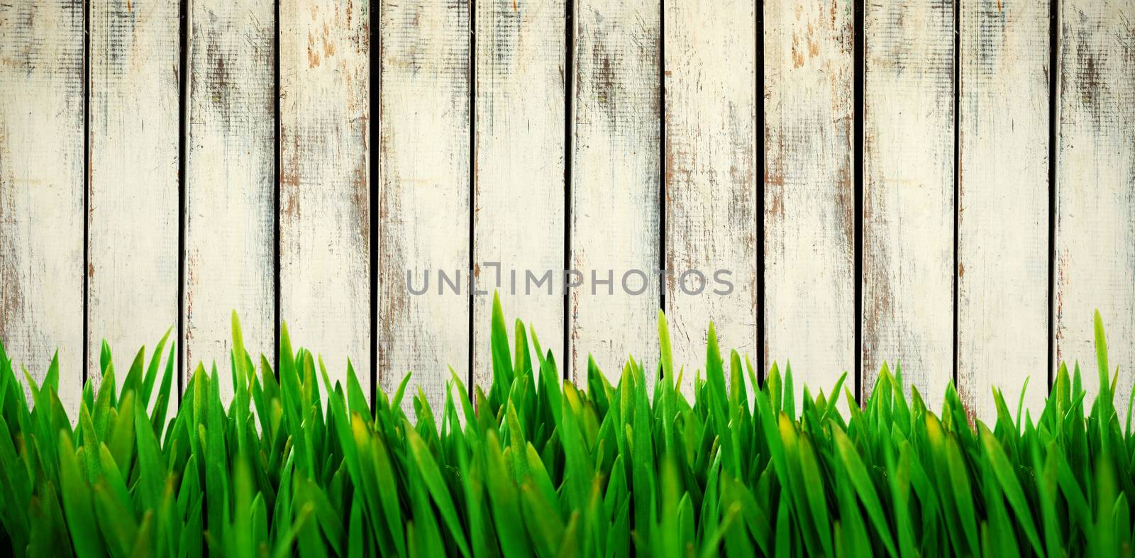 Grass growing outdoors against wood background