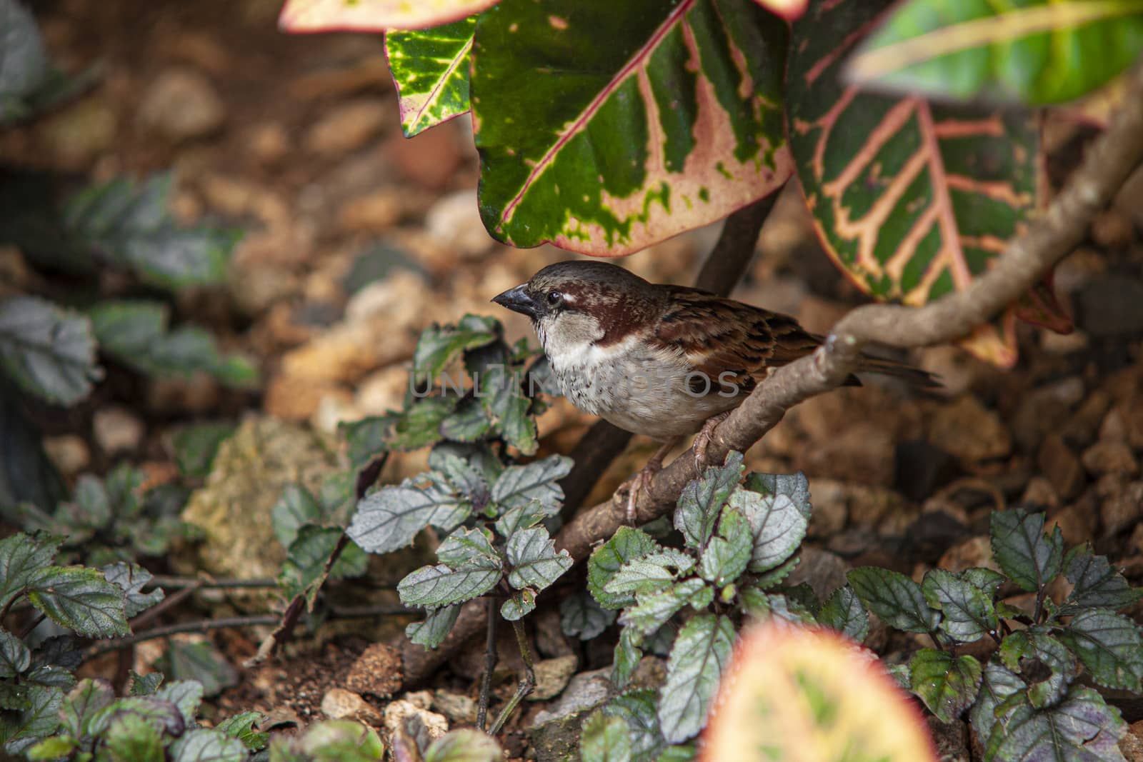 Sparrow in the middle of nature 4 by pippocarlot