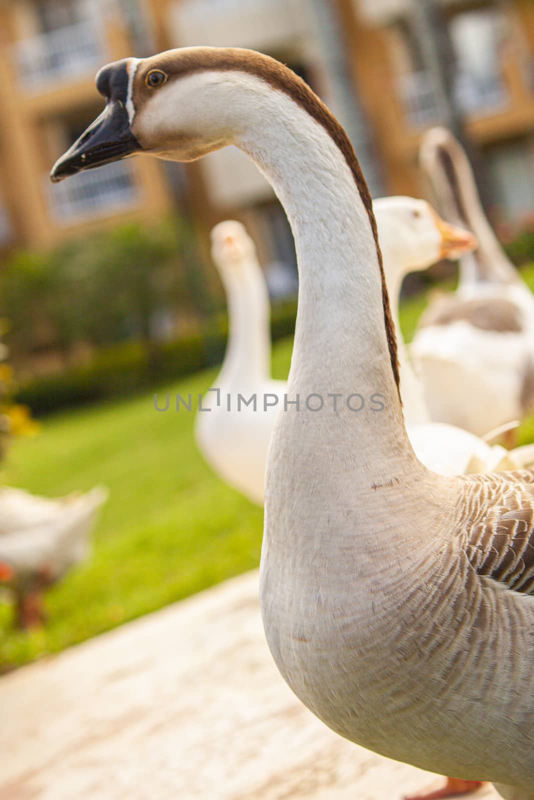 Anser cygnoides Also called the Capitol Goose 4 by pippocarlot