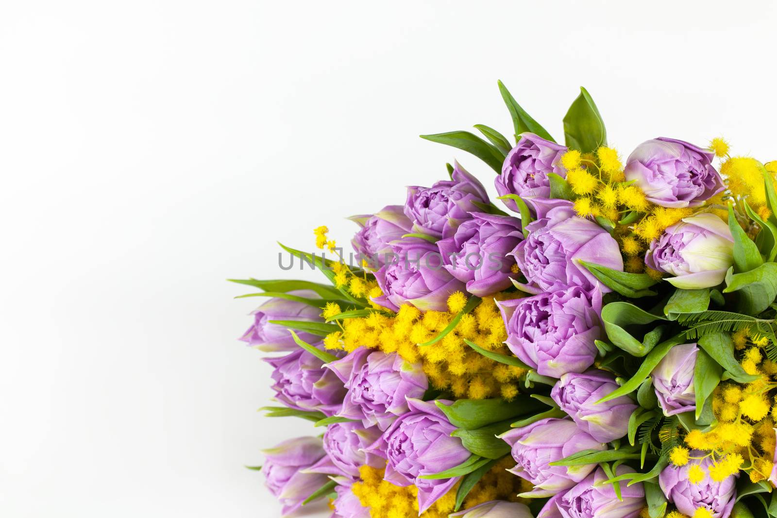 Bouquet of lilac tulips and yellow mimosas on white background, copy space, side view, closeup. March 8, February 14, birthday, Valentine's, Mother's, Women's day celebration, spring concept.