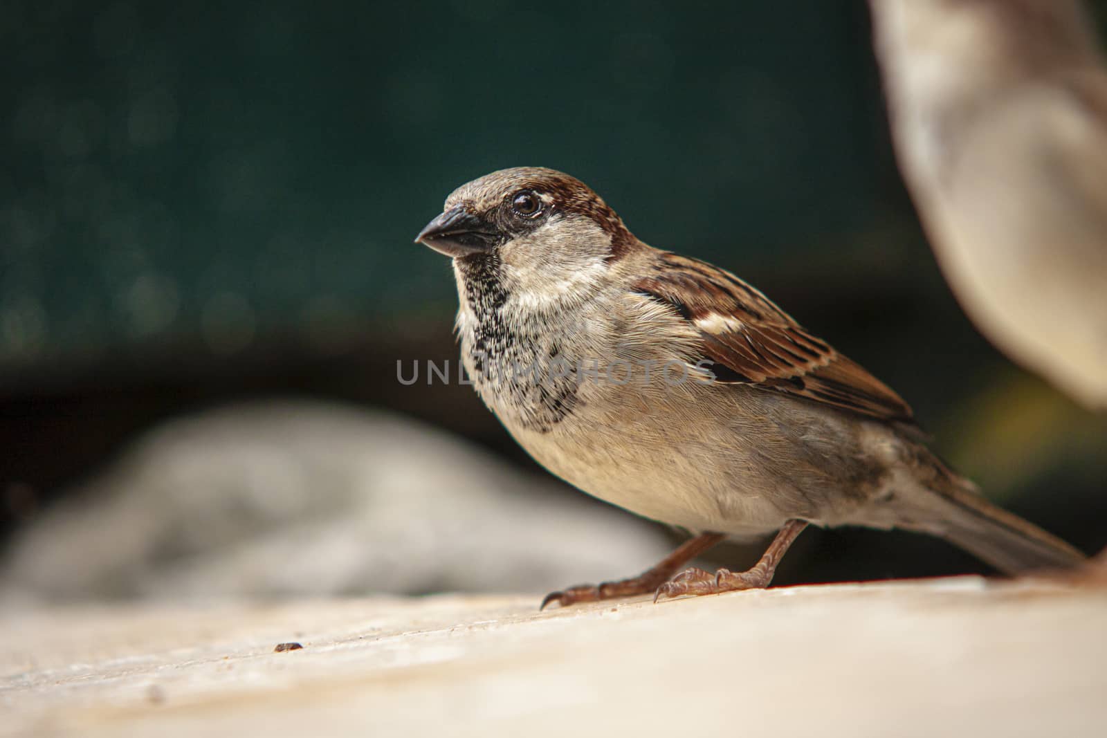 Sparrow in the middle of nature in Dominican Republic