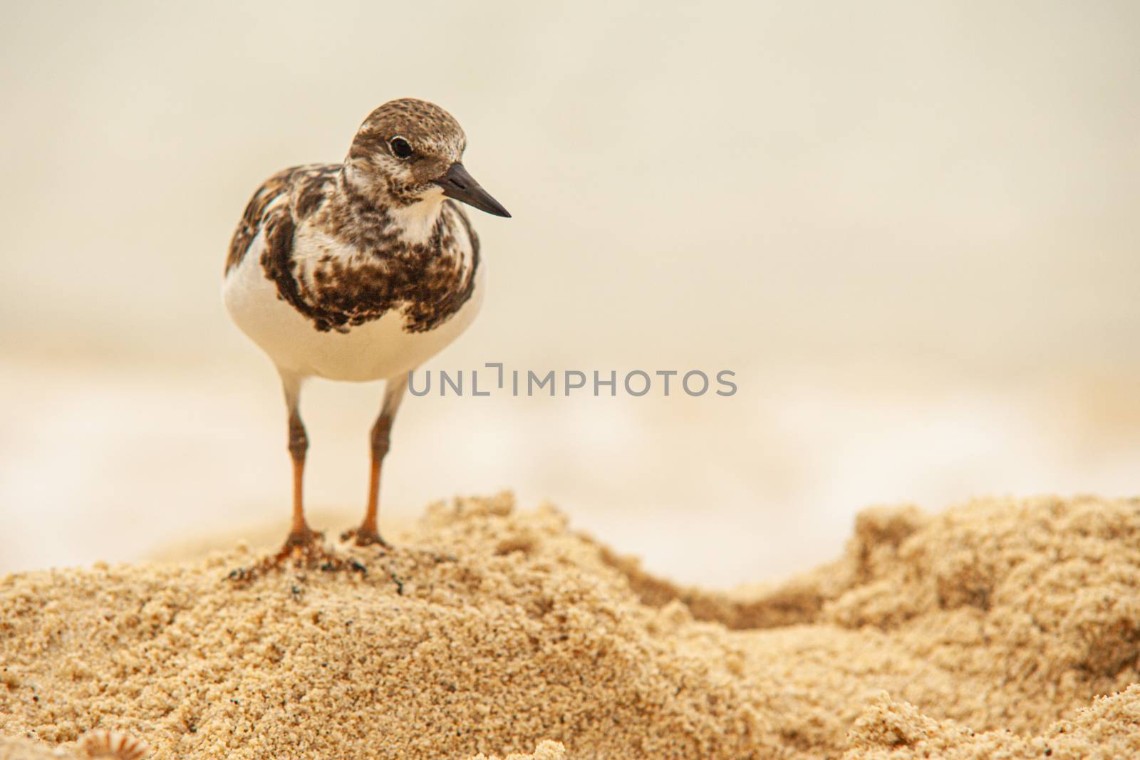 Dulus dominicus on Beach in search of food