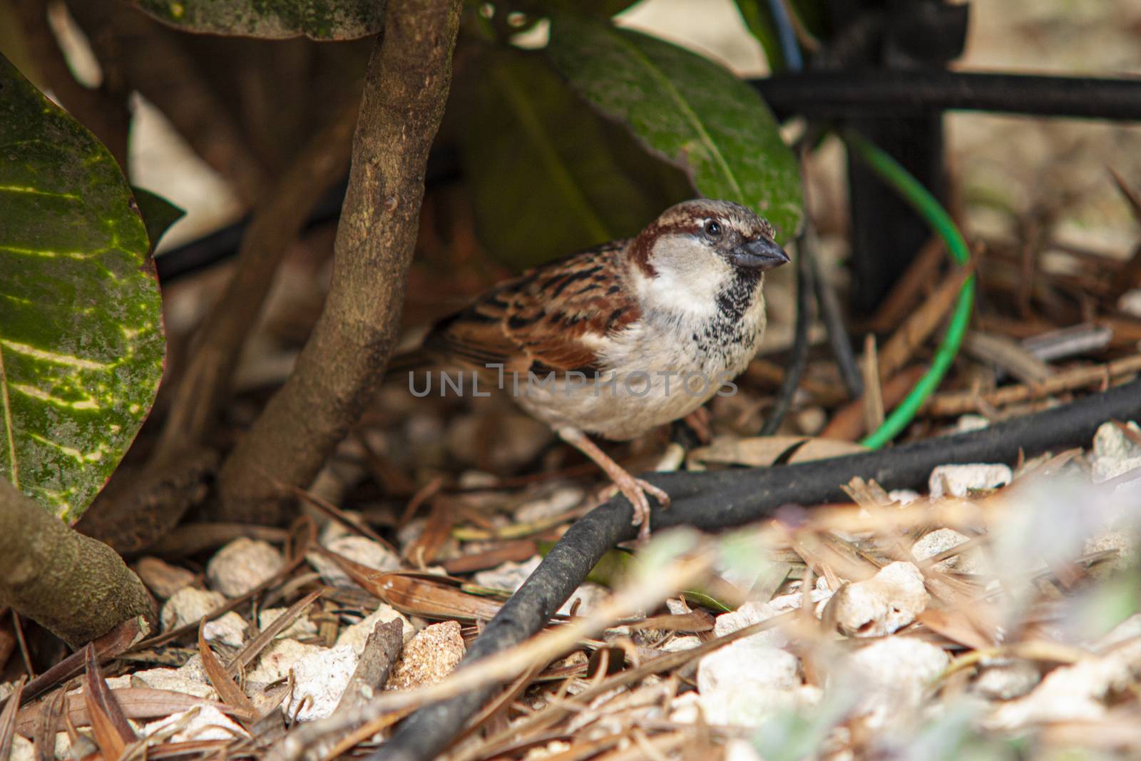 Sparrow in the middle of nature by pippocarlot