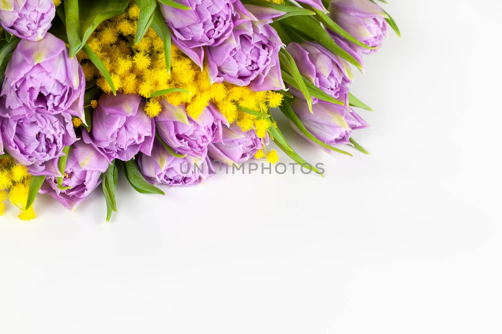 Bouquet of lilac tulips and yellow mimosas on white background, copy space, side view, closeup. March 8, February 14, birthday, Valentine's, Mother's, Women's day celebration, spring concept.