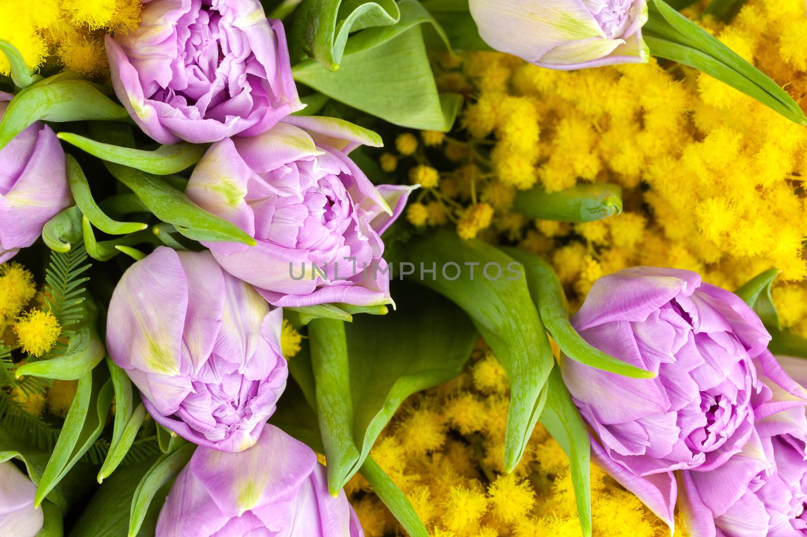 Bouquet of lilac tulips and yellow mimosas, macro, side view, closeup. March 8, February 14, birthday, Valentine's, Mother's, Women's day celebration, spring concept. For greeting card or wallpaper.