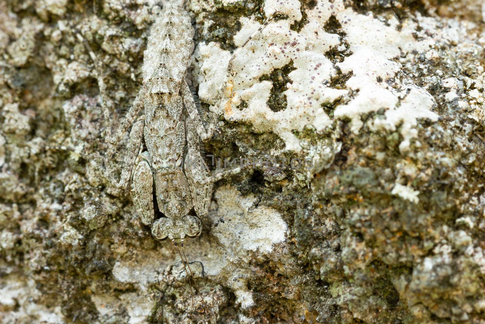 Praying Mantis on the rock in tropical forest. by SaitanSainam