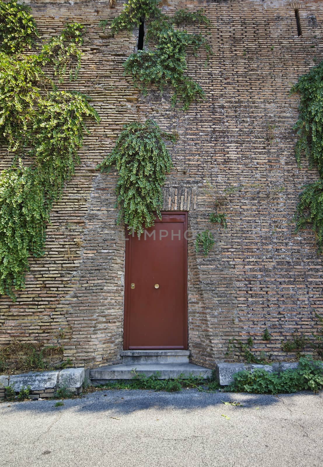 Photo of a red door surrounded by hanging green branches on old bricks wall