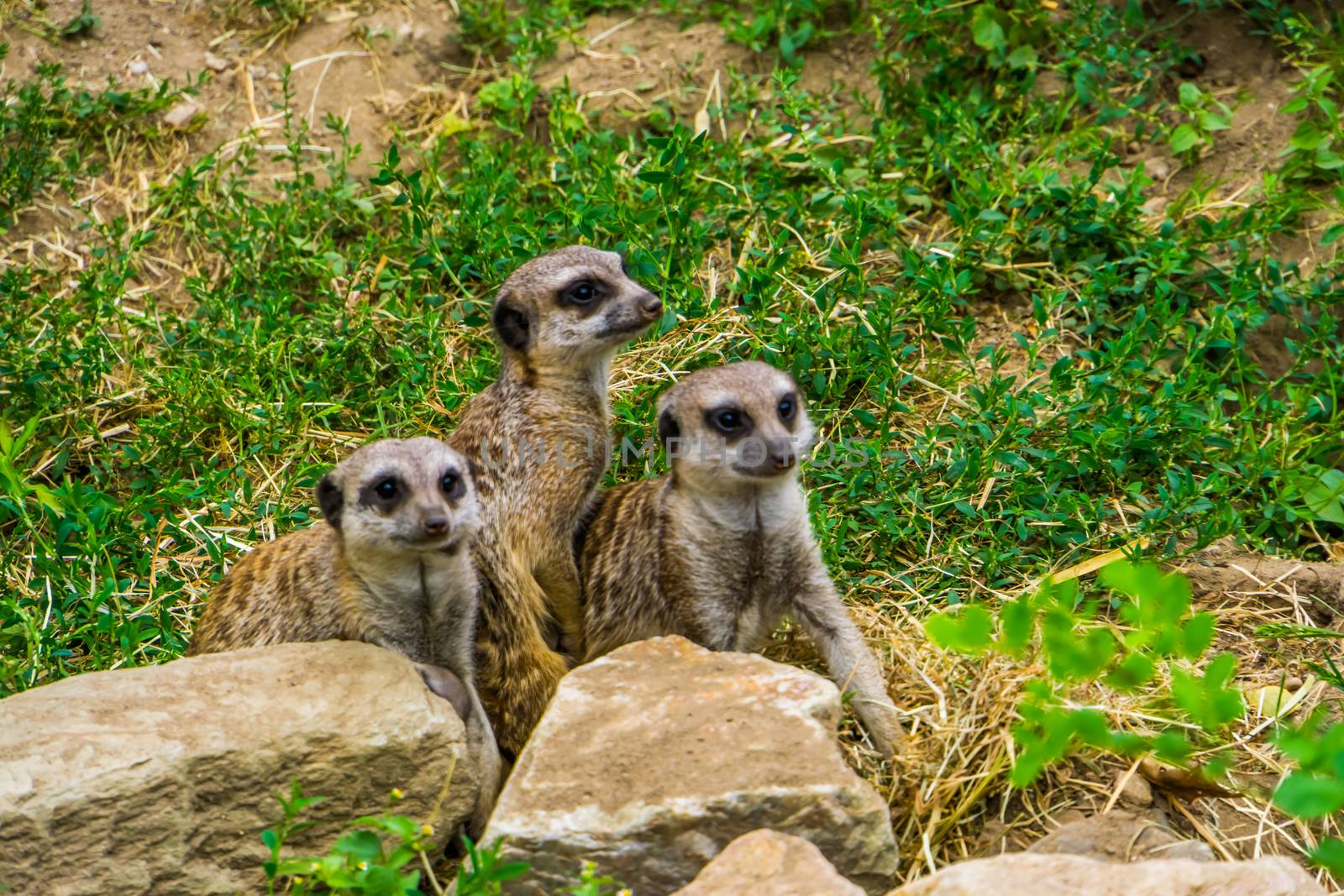cute group of meerkats sitting together, tropical animal specie from Africa