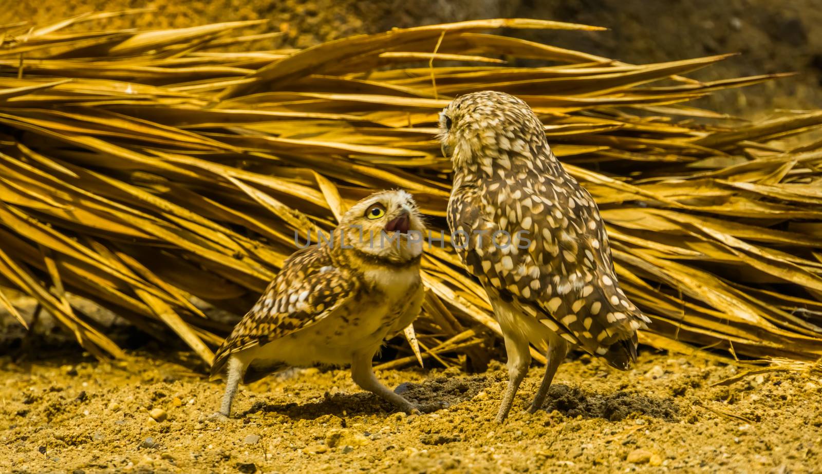 burrowing owl couple interacting with each other, funny bird behavior, Tropical bird of prey specie from America by charlottebleijenberg