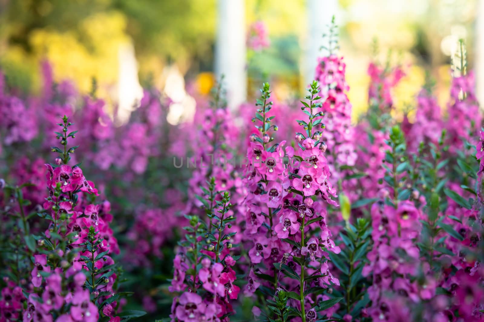 The background image of the colorful flowers, background nature