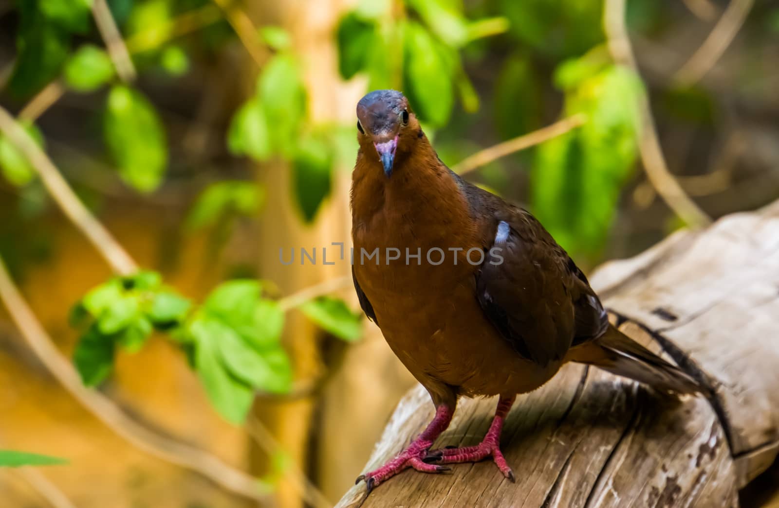 closeup portrait from the front of a socorro dove, Pigeon that is extinct in the wild, Tropical bird specie that lived on socorro island, Mexico
