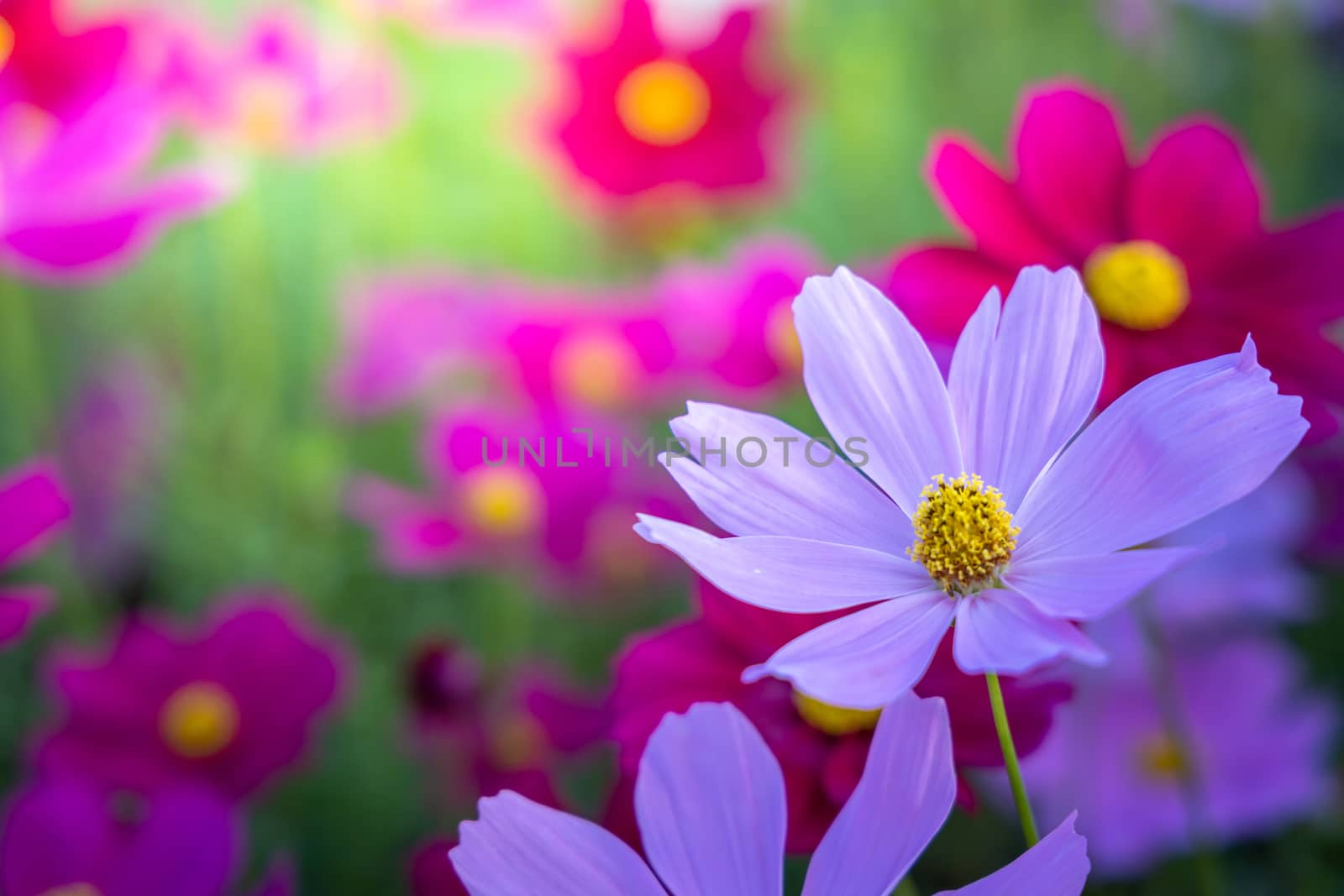  Beautiful Cosmos flowers in garden. Nature background.