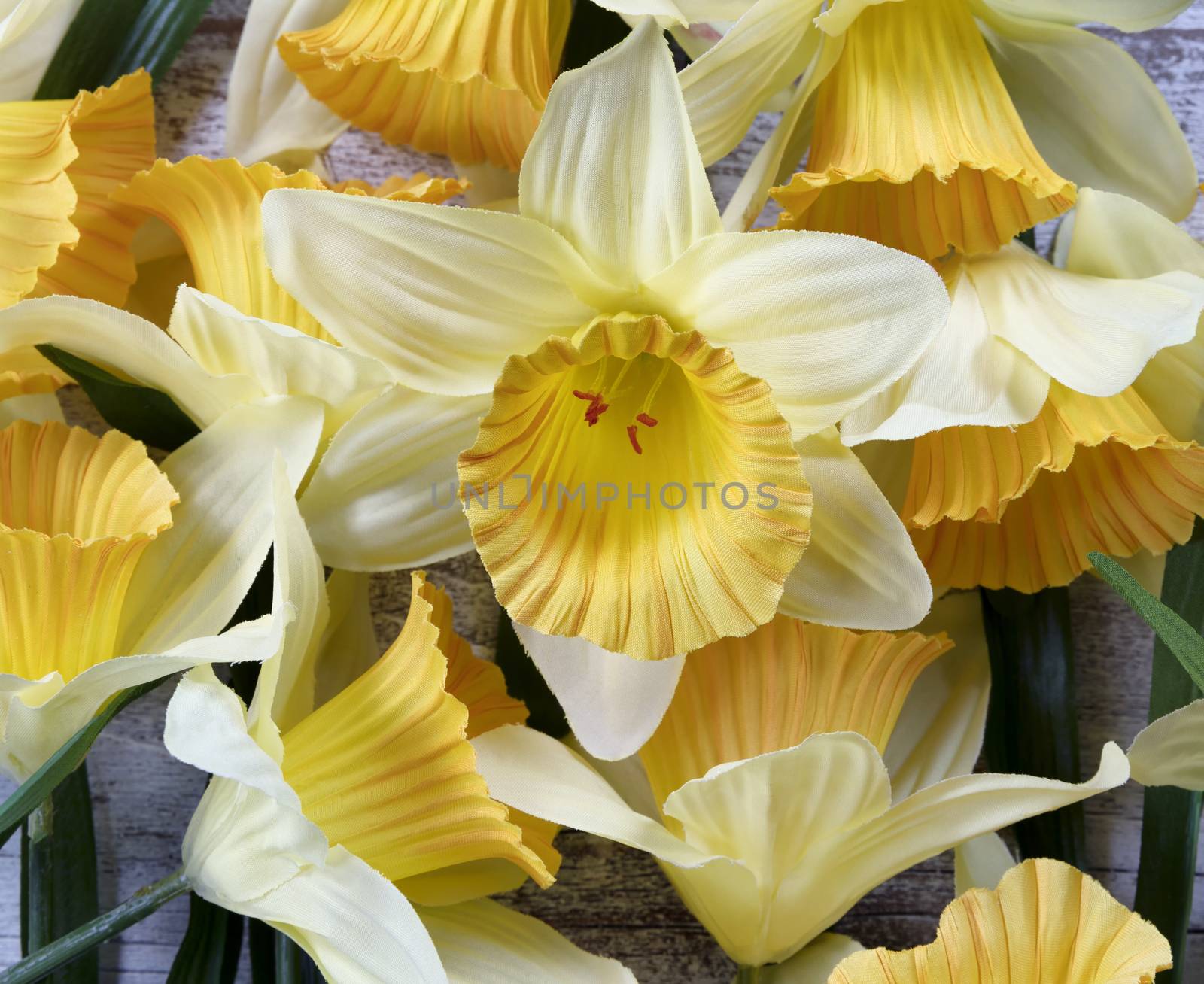 Filled frame of artificial yellow daffodils for springtime concept  