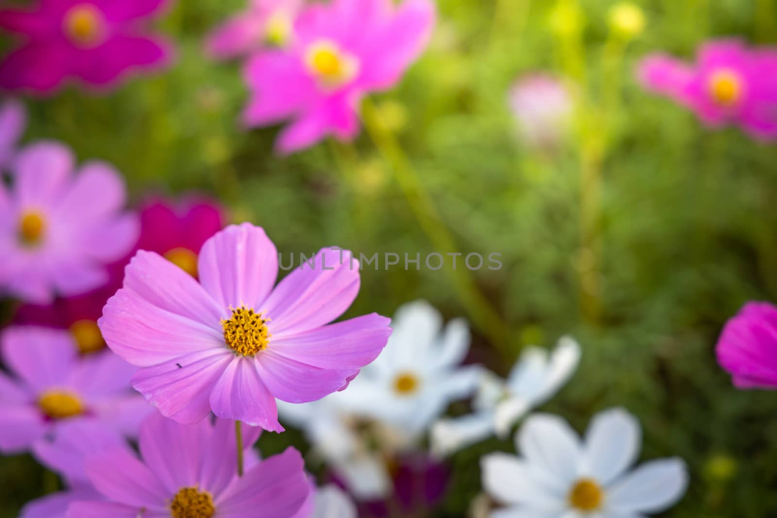  Beautiful Cosmos flowers in garden. Nature background.