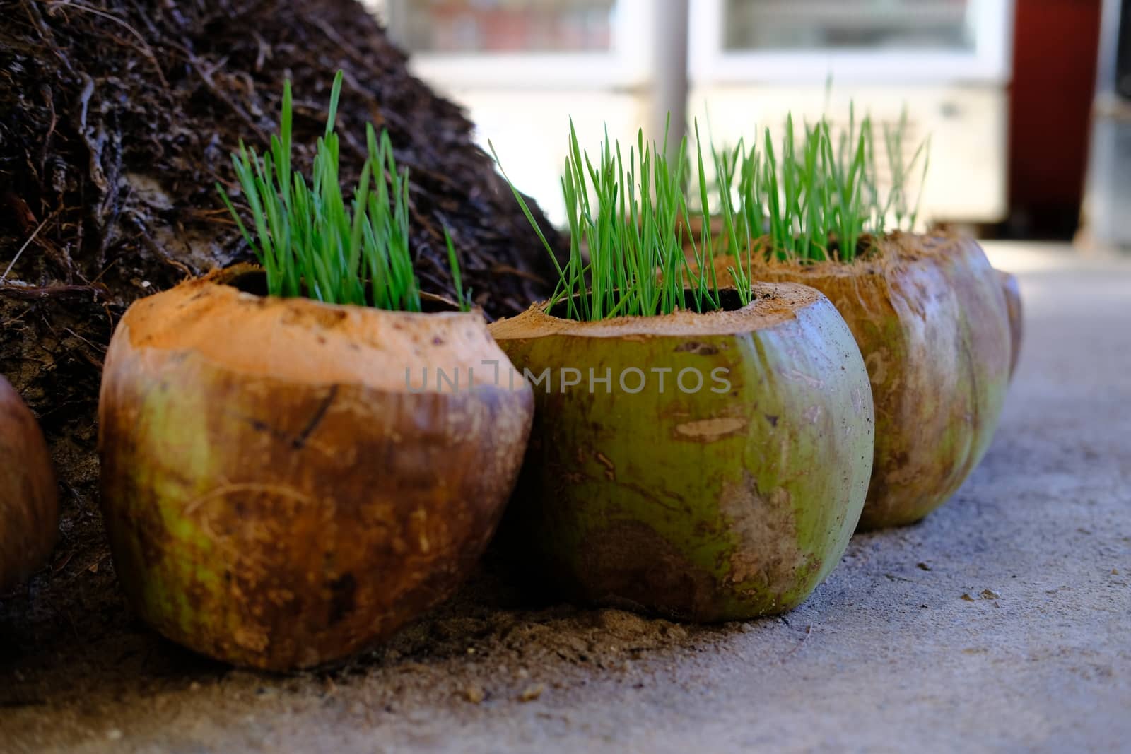 Closeup of Coconut Shell Planter Pot Container on the ground. Growing Fresh green grass in a coconut shells. Garden decoration.