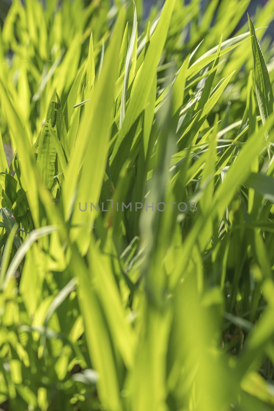 close-up on green grass of Asukayama park in the Kita district of Tokyo, Japan.