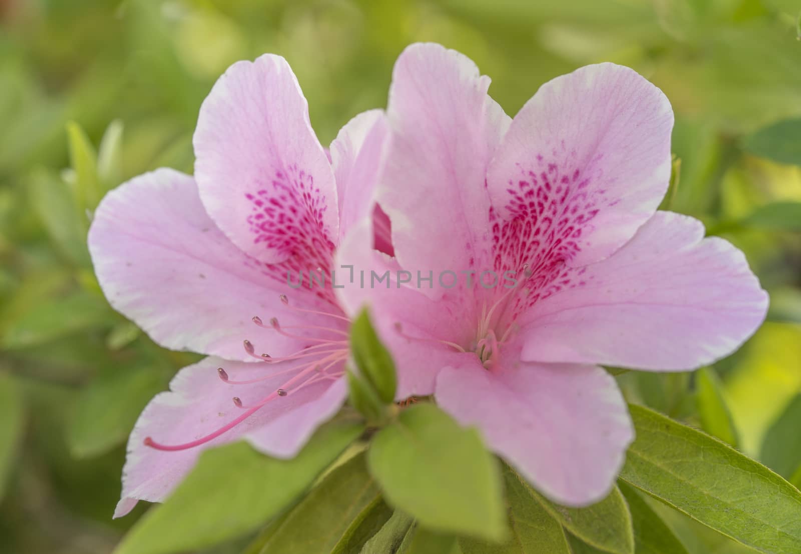 Cute pink azalea flower in spring in front of "Flower and Forest Tokyo Hospital" in the Kita district of Tokyo, Japan.