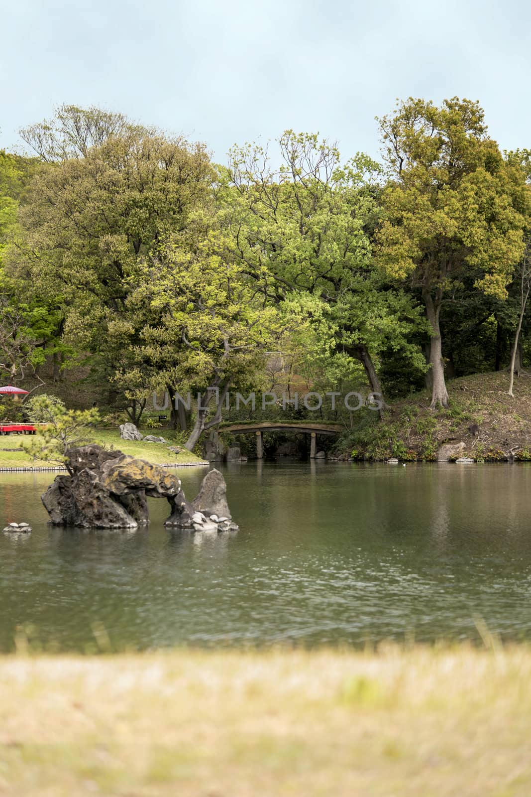 Turtles on the stone islet Houraijima and the wooden japanese bridge Togetsukyo on the pond of Rikugien Park in Bunkyo district, north of Tokyo. The park was created at the beginning of the 18th century.
