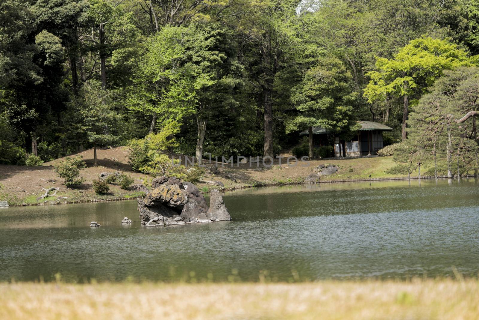 Turtles on the stone islet Houraijima on the pond of Rikugien Park in Bunkyo district, north of Tokyo. The park was created at the beginning of the 18th century.