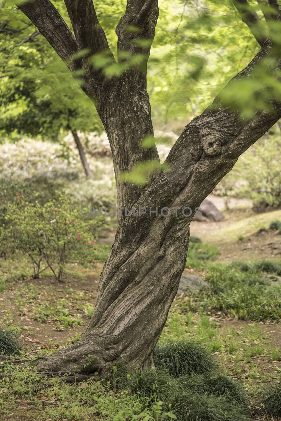 The Y-shaped twisted trunk of a maple tree in the Rikugien park garden in Bunkyo district, north of Tokyo. The park was created at the beginning of the 18th century.