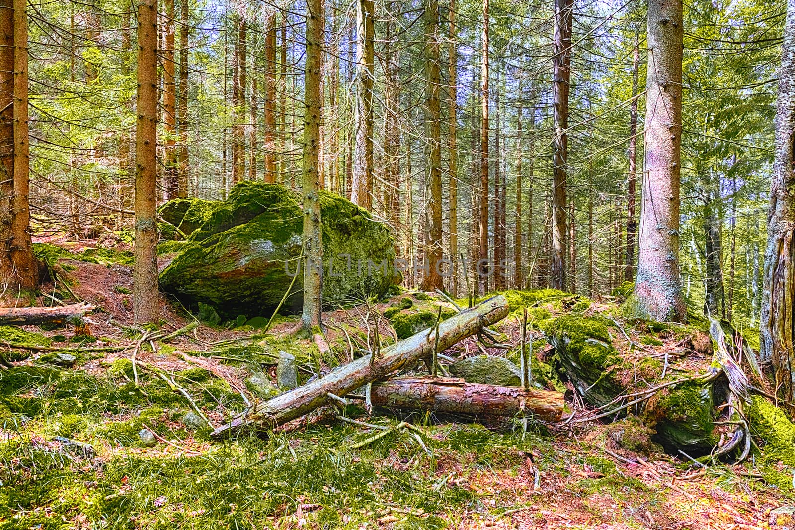 The primeval forest mossed ground - HDR by hanusst