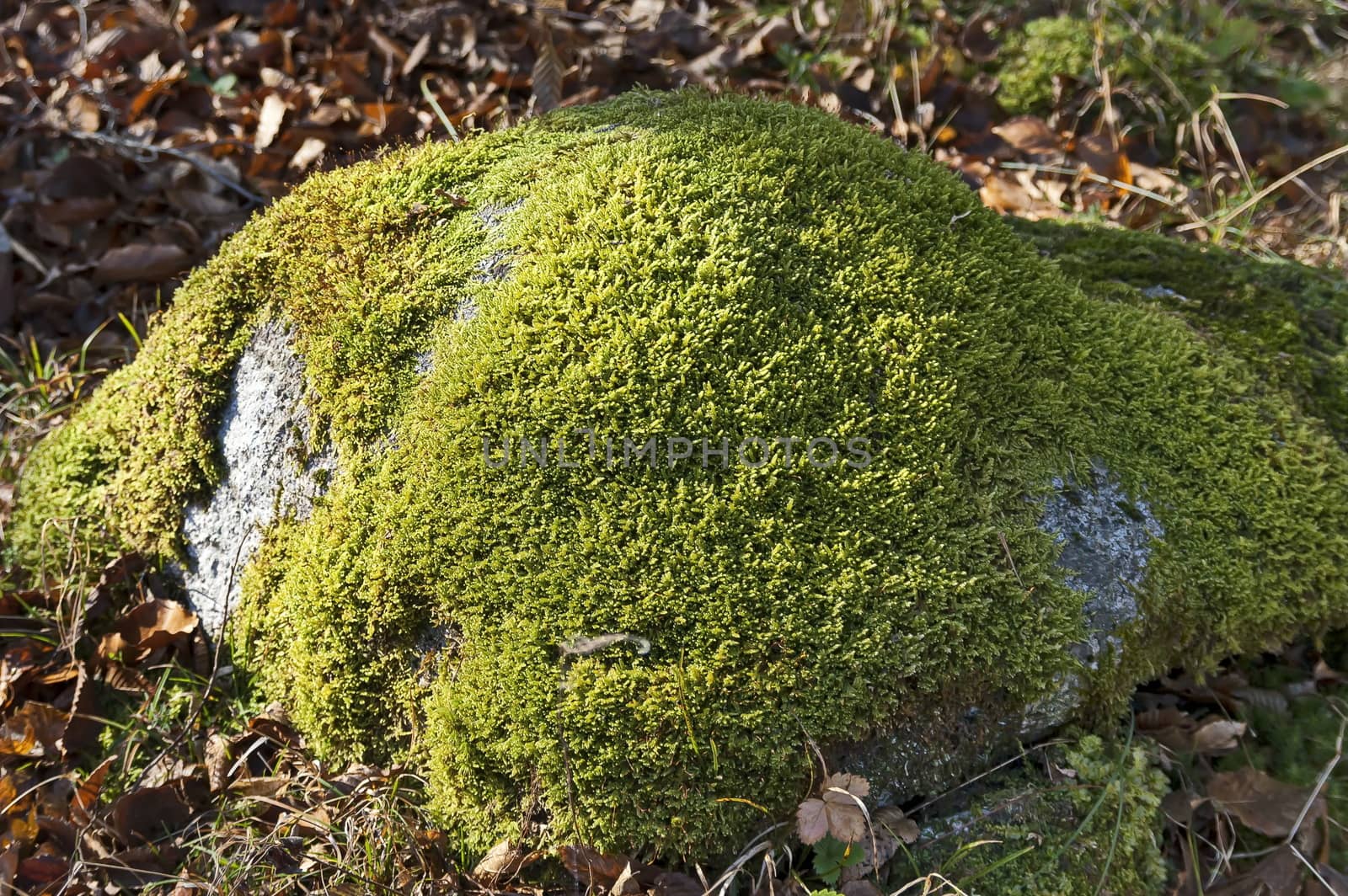 View from a forest meadow with big stone overgrown with moss near the town of Teteven, Balkan mountains, Bulgaria