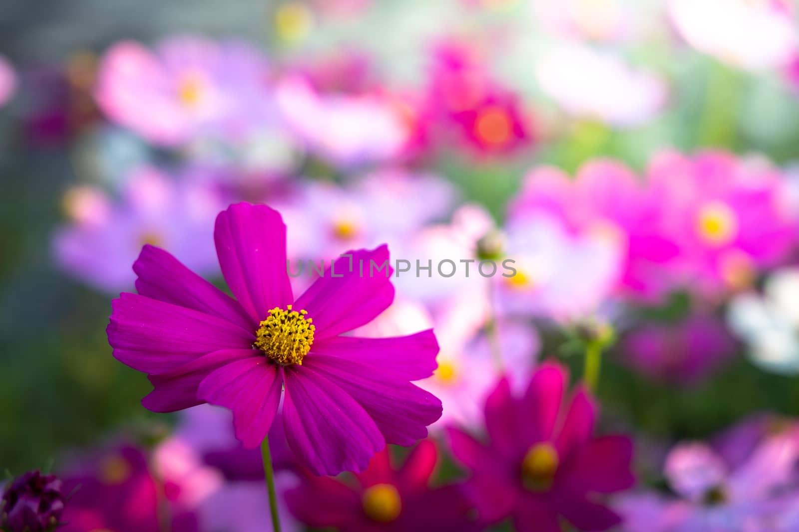  Beautiful Cosmos flowers in garden. Nature background.