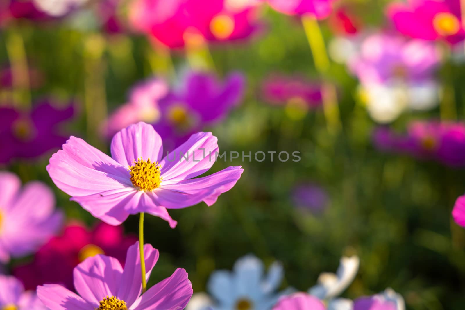  Beautiful Cosmos flowers in garden. Nature background.