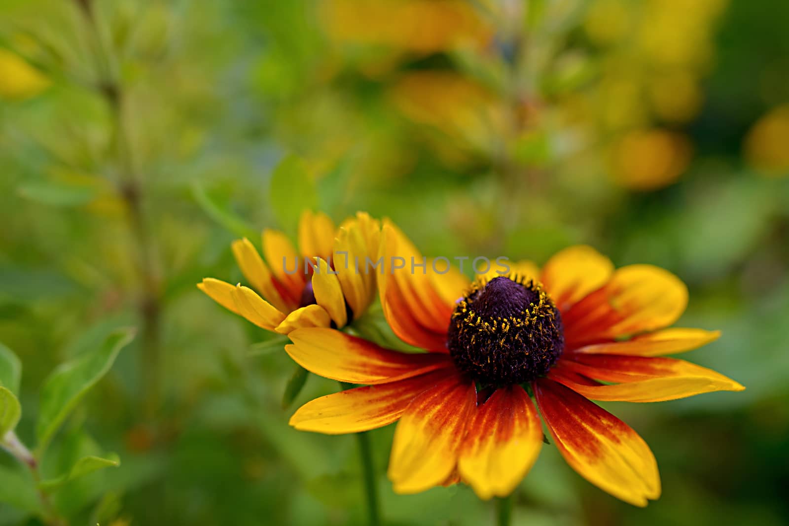 Blossomed flower with yellow-red petals and purple middle on a blurred floral background.