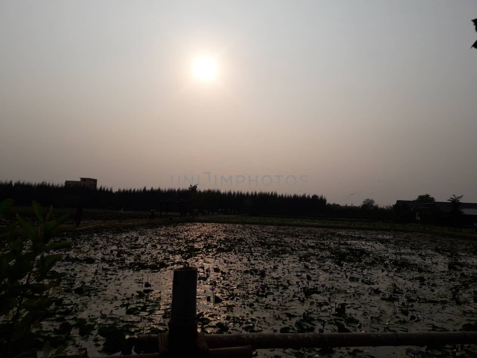 On the weekend Sunset at the lotus pond in Thailand