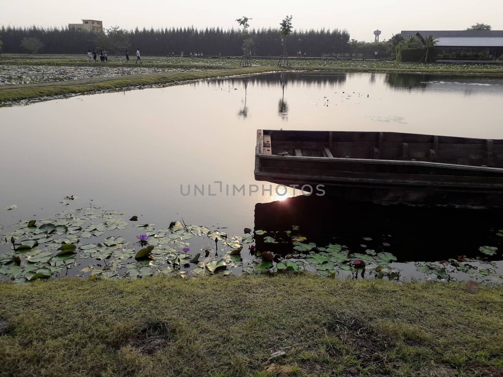 On the weekend Sunset at the lotus pond in Thailand