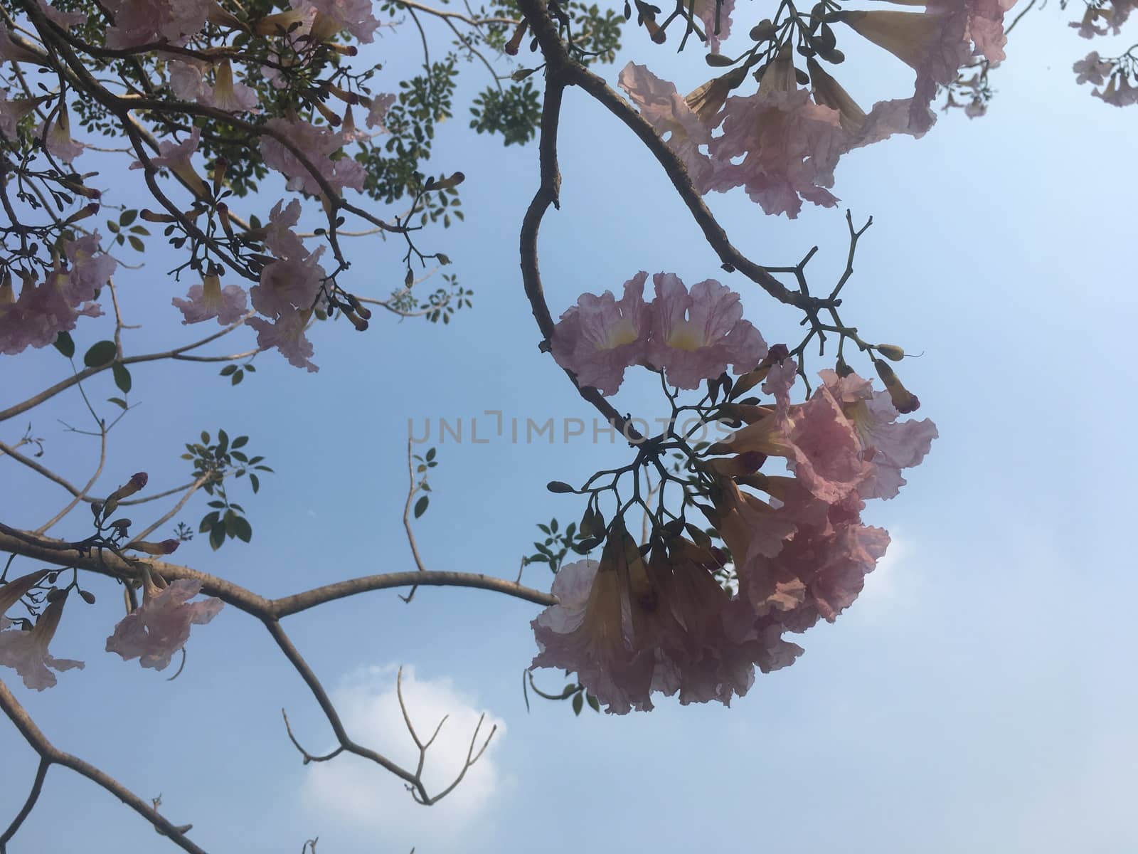 On holidays I lay down under a big tree. With shade of trees I lay down under that tree and saw the beautiful sky and top of the tree.