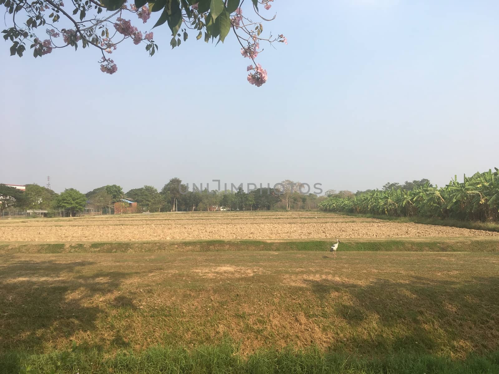 Agricultural garden, agronomy, vegetable garden, orchard and orchard in the evening before sunset.