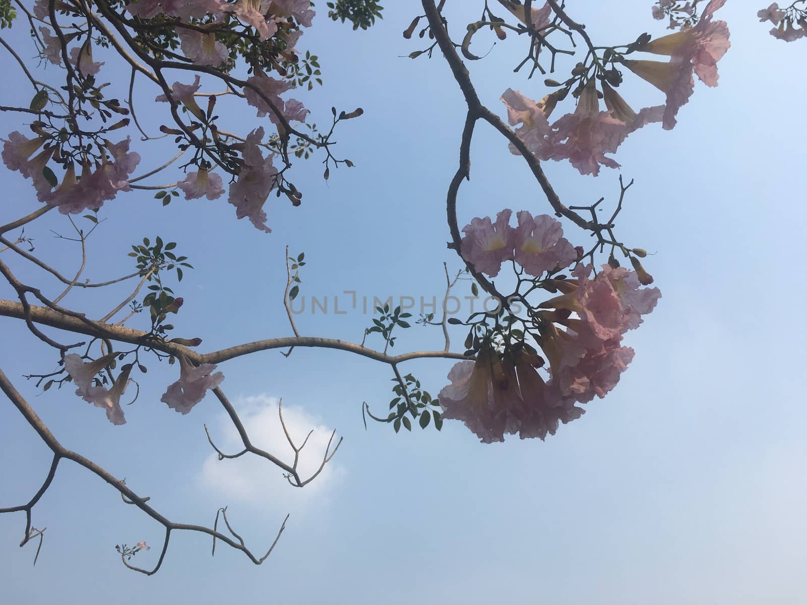 On holidays I lay down under a big tree. With shade of trees I lay down under that tree and saw the beautiful sky and top of the tree.