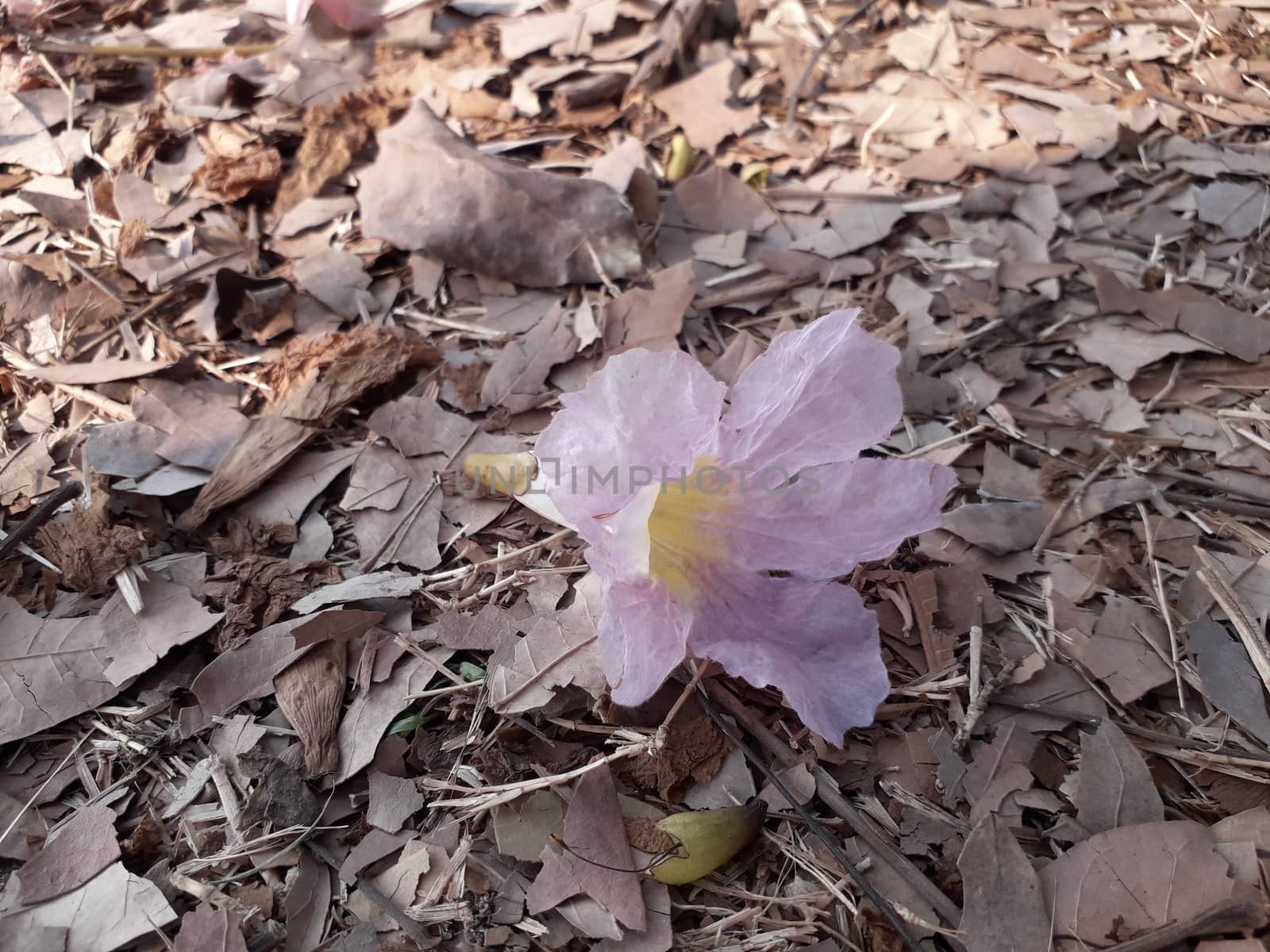 Flower characteristics of Trumpet trees in the Thai public park