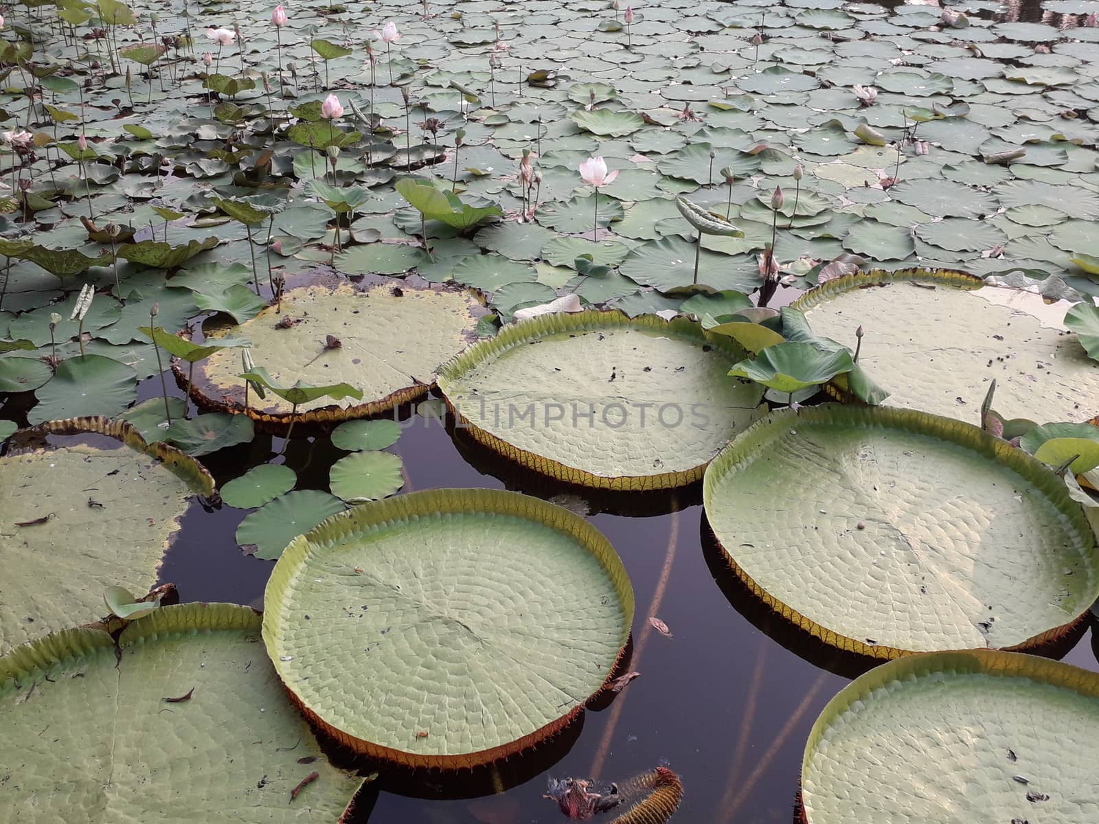 On the weekend Sunset at the lotus pond in Thailand