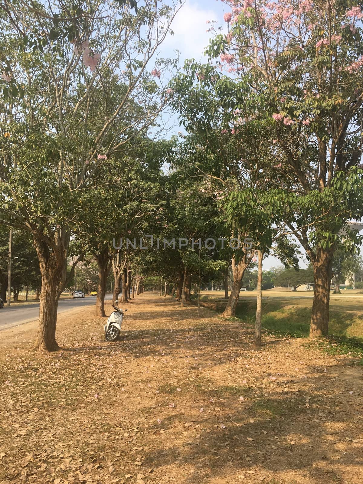 On weekends Park the motorcycle near a large tree. Of the park