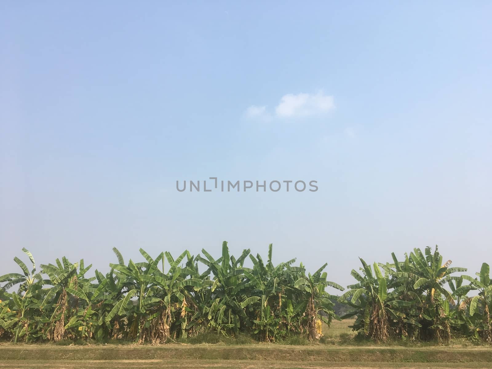 Agricultural garden, agronomy, vegetable garden, orchard and orchard in the evening before sunset.