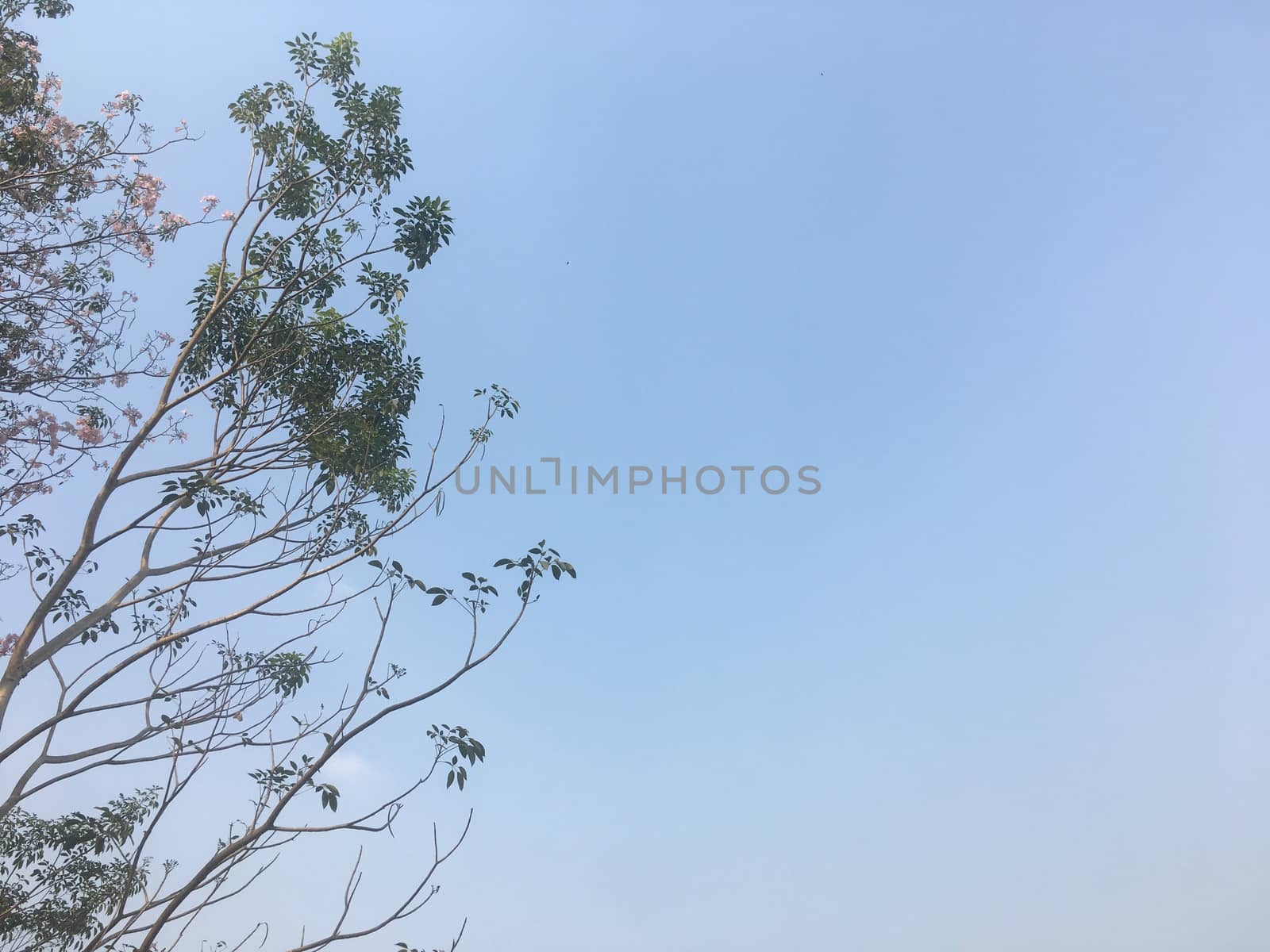 On holidays I lay down under a big tree. With shade of trees I lay down under that tree and saw the beautiful sky and top of the tree.