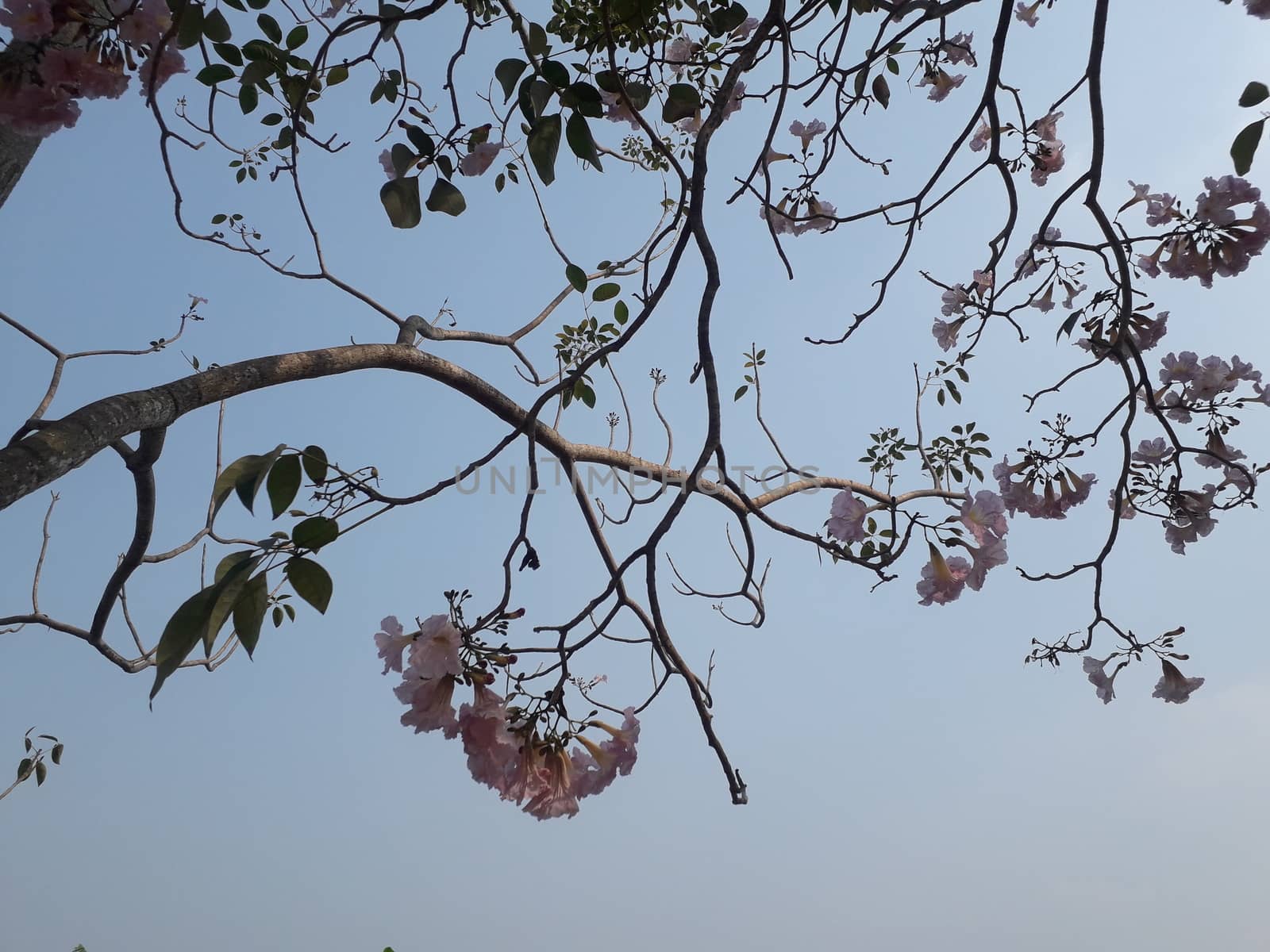 On holidays I lay down under a big tree. With shade of trees I lay down under that tree and saw the beautiful sky and top of the tree.