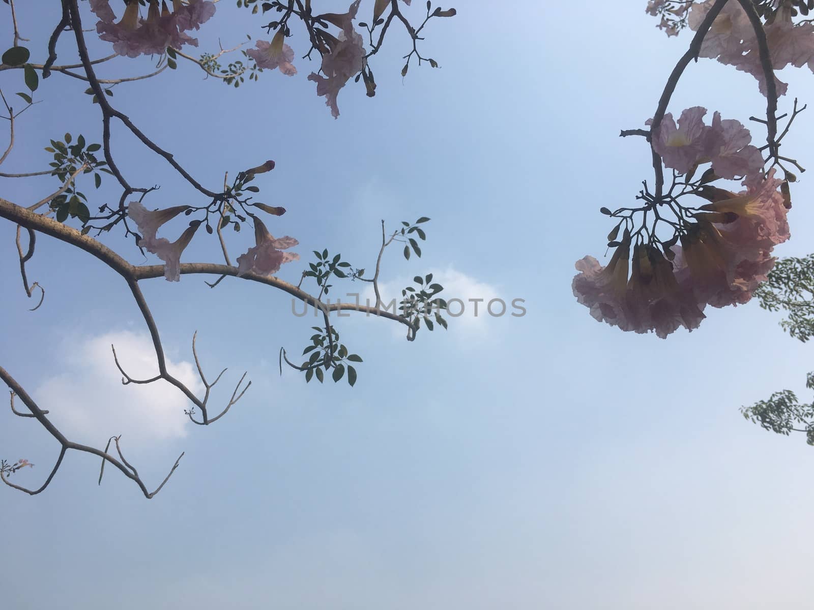 On holidays I lay down under a big tree. With shade of trees I lay down under that tree and saw the beautiful sky and top of the tree.