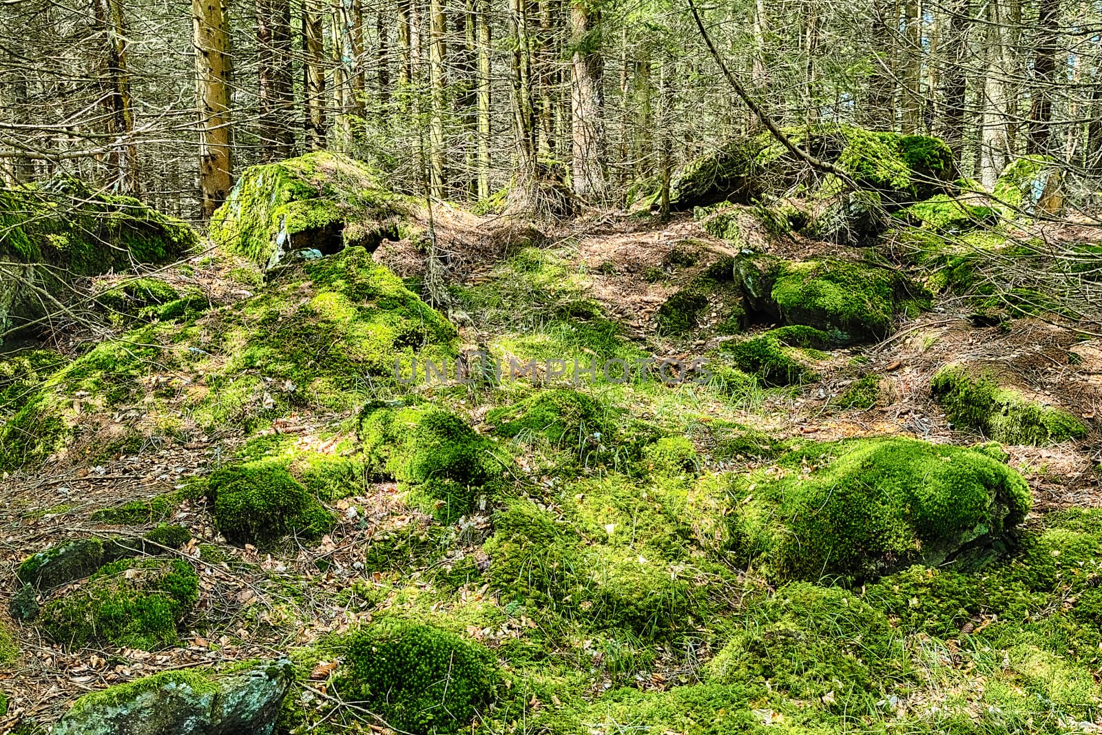 The primeval forest with mossed ground and old branches - HDR
