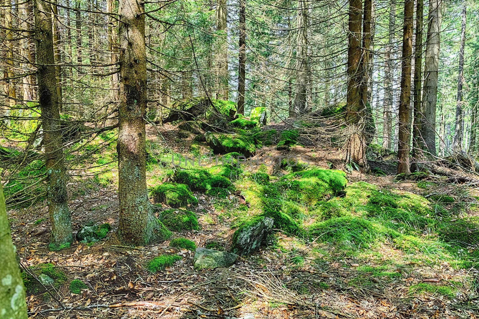 The primeval forest with mossed ground and old branches - HDR
