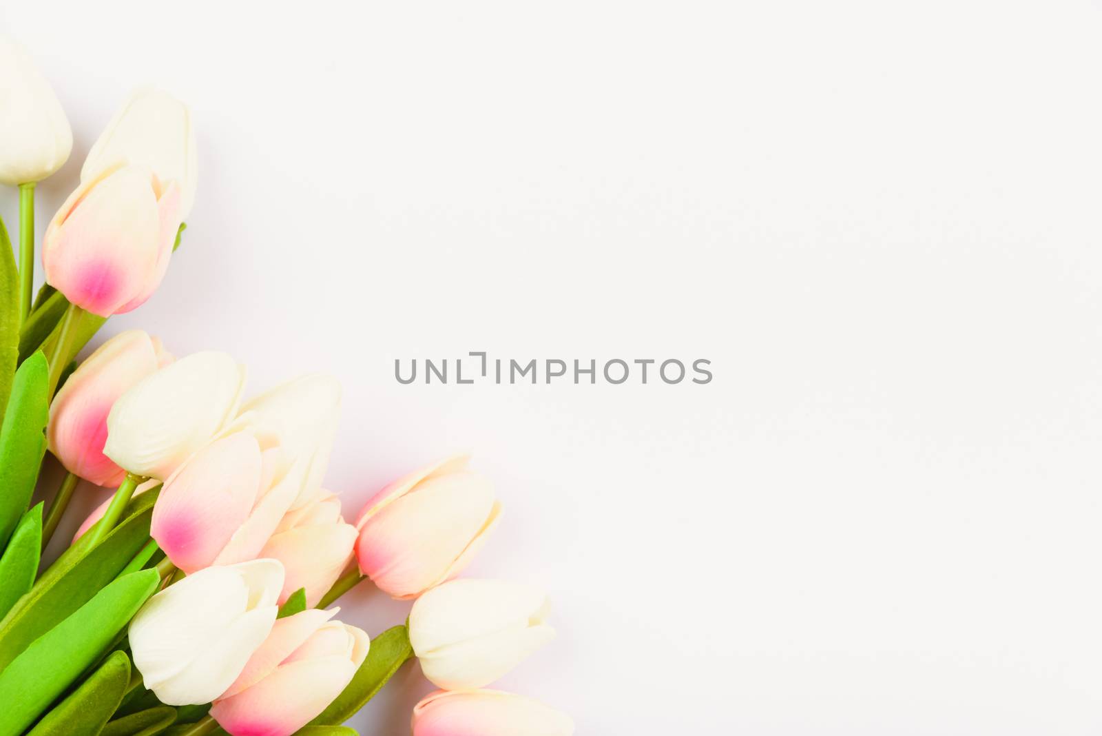 Happy Women's Day, Mother's Day and Valentine's Day concept. top view flat lay Tulip flower on white background, copy space for your text