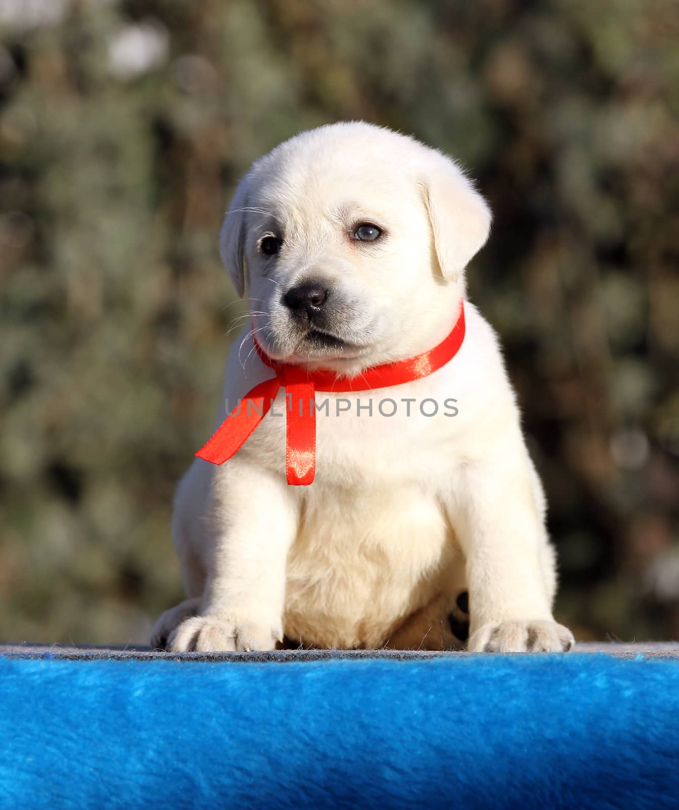 a nice sweet little labrador puppy on a blue background