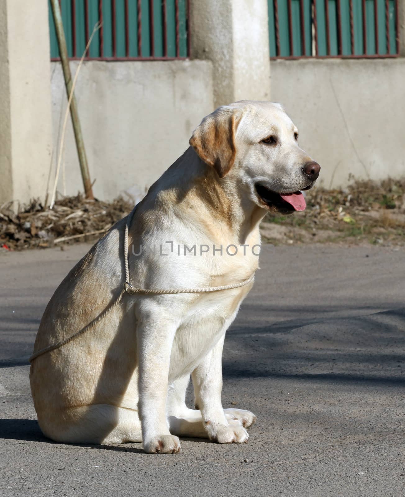 the yellow labrador sitting in the park