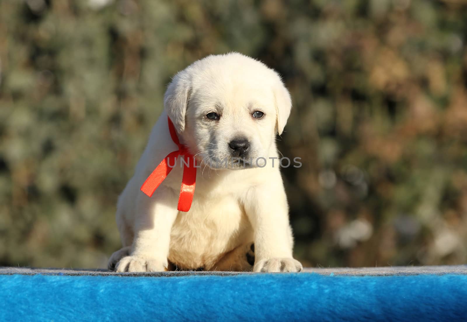 the nice sweet little labrador puppy on a blue background