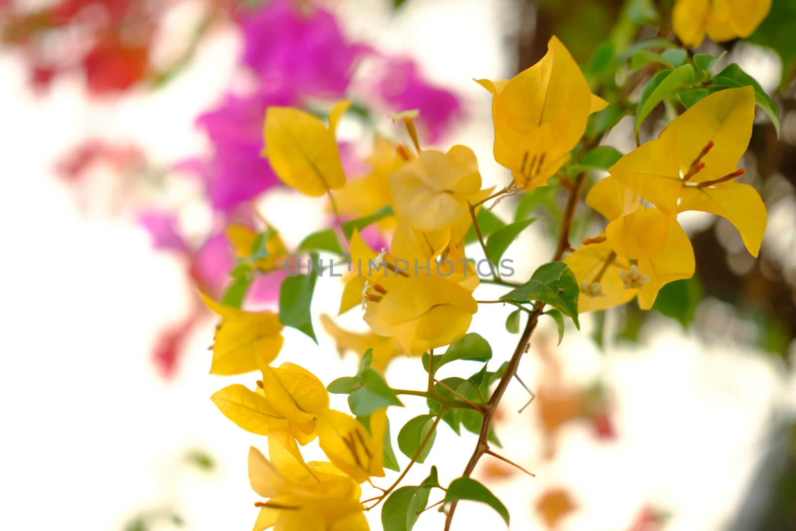 Blooming orange bougainvilleas closeup. Beautiful colorful abstract floral background.